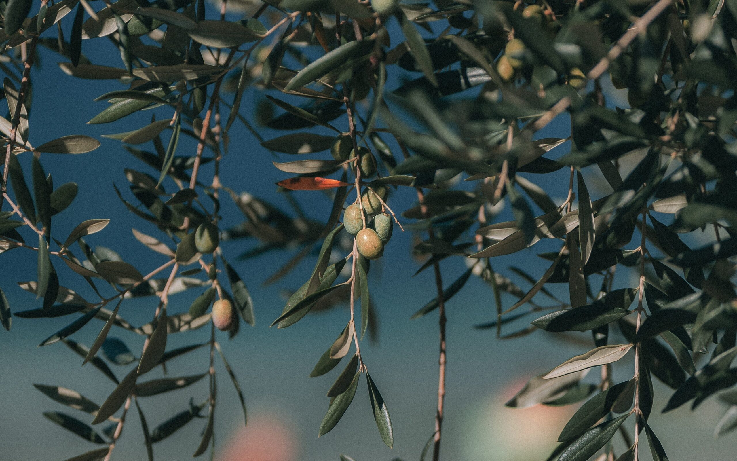 olive oil tasting seville