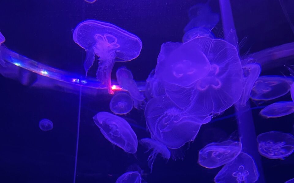 jellyfish seville aquarium