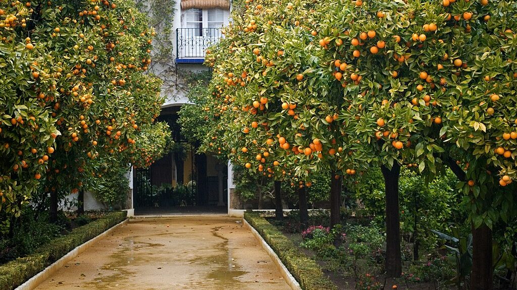 Palacio de las Duenas Seville orange trees